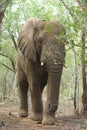 Large adul African elephant roaming in the forest in South Africa.